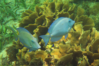 Honduras Roatan Schnorcheln