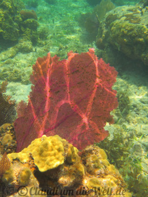 Honduras Roatan Schnorcheln