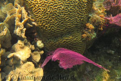 Honduras Roatan Schnorcheln