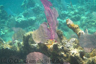 Honduras Roatan Schnorcheln