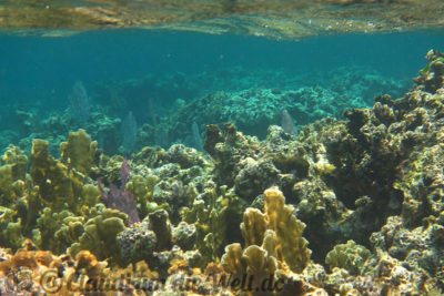 Honduras Roatan Schnorcheln