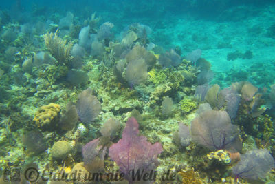 Korallengarten im karibischen Meer