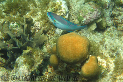 Honduras Roatan Schnorcheln