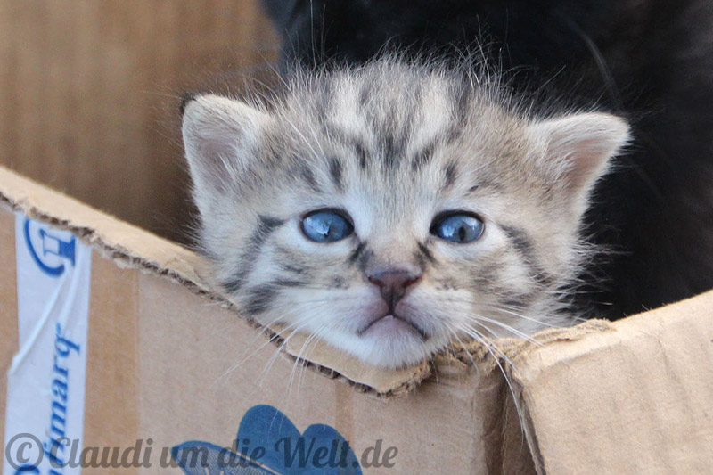 Süßeste Katze der Welt und aller Zeiten