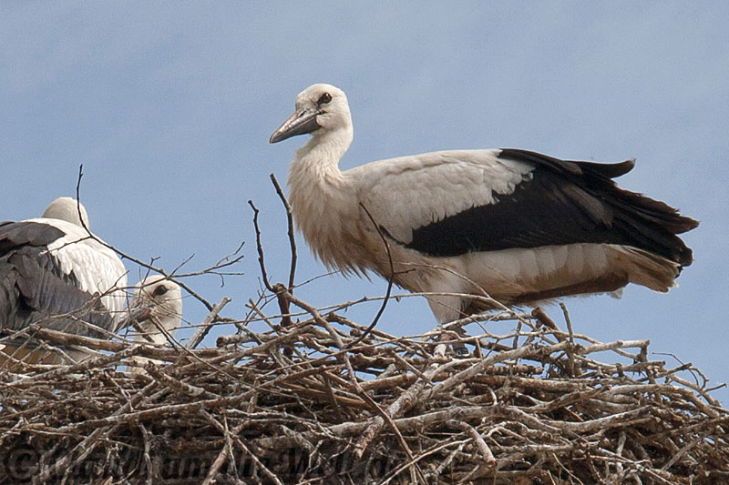 Storchennest in Lenzen