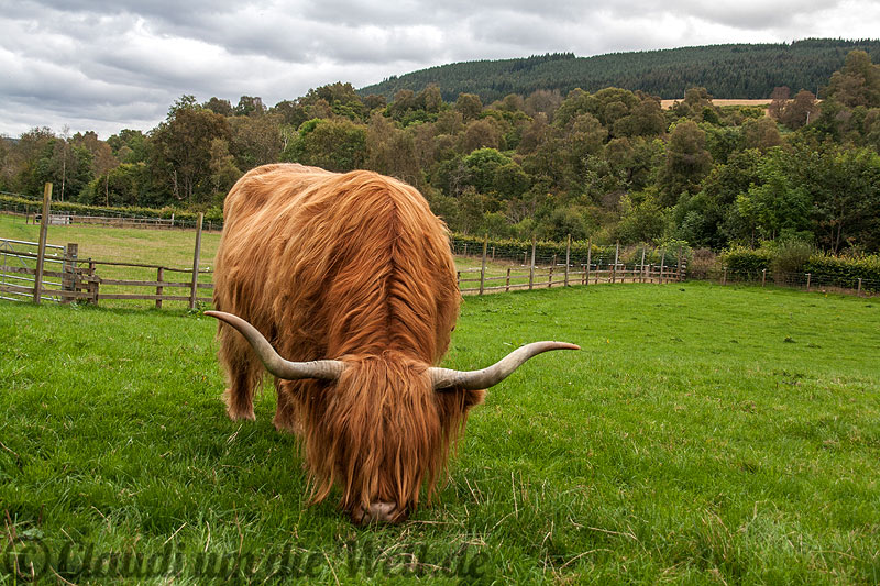 Schottland Highland Cattle