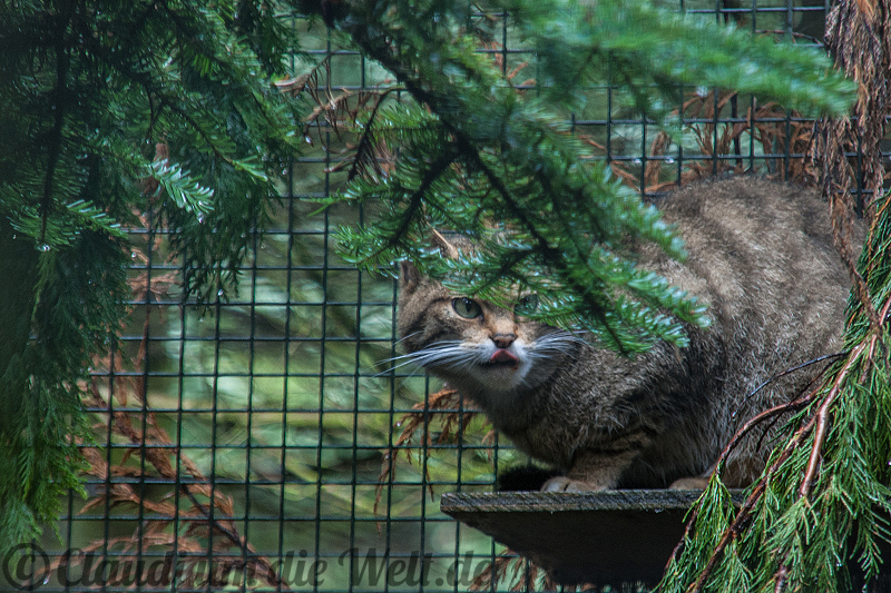Wildkatze im Highland Wildlife Park
