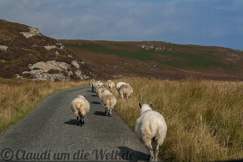Schottland Hebriden Schafstau