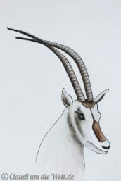 jordanien-skizze-oryx