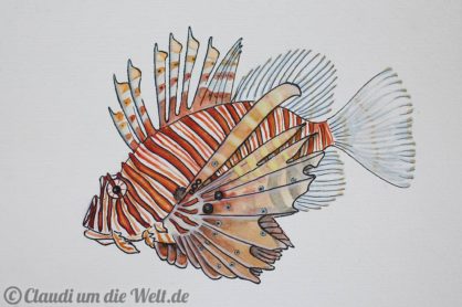 jordanien-skizze-rotfeuerfisch