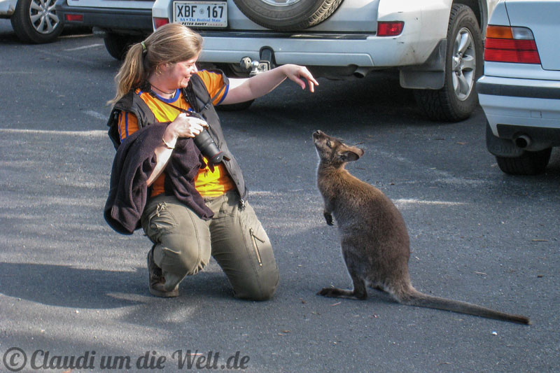 Wallaby auf dem Parkplatz zur Wineglass Bay