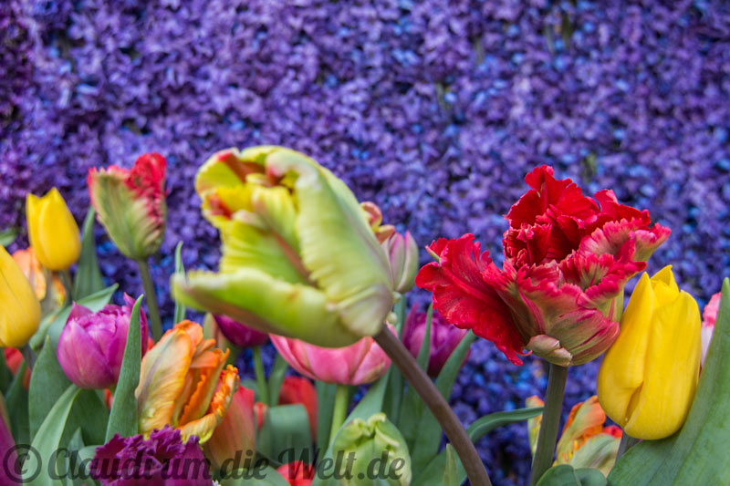 Sassenheim Blumencorso Vorbereitung