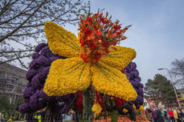 Blumencorso durch den Bollenstreek