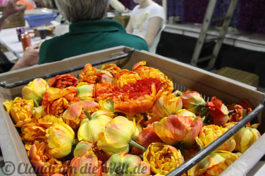 Sassenheim Blumencorso Vorbereitung