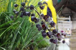 Sassenheim Blumencorso Vorbereitung