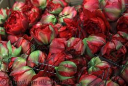 Sassenheim Blumencorso Vorbereitung