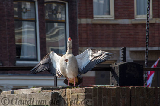 Nilgänse im Delfshaven