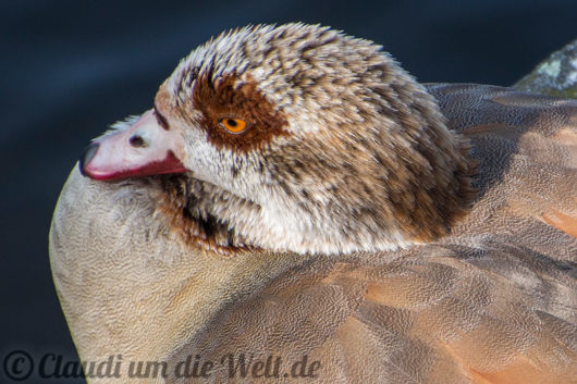 Nilgänse sonnen sich im Hafen