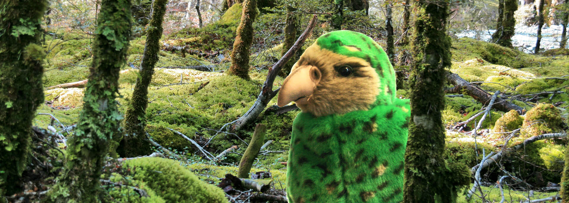 Neuseelands komischster Vogel - der Kakapo