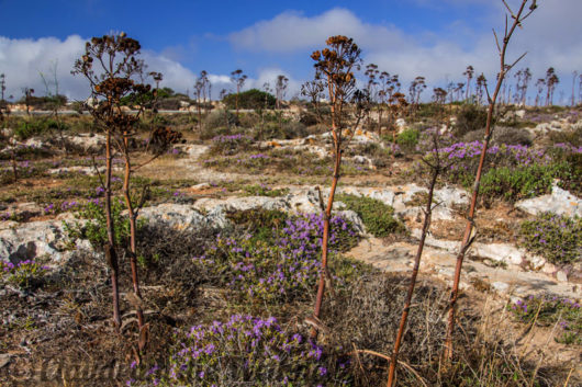 Malta Dingli Cliffs