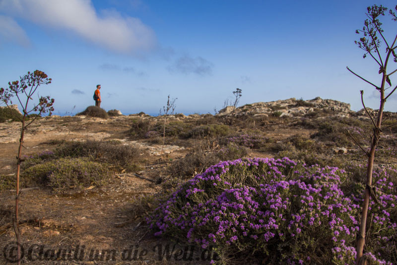 An den Dingli Cliffs von Malta