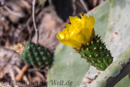 Malta Kaktusblüte