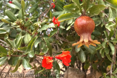 Granatapfelblüten mit kleiner Frucht