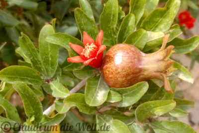 Granatapfel mit ersten Fruchtansätzen