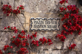Blühende Mauer in Mdina