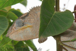 Madagaskar Chamaeleon
