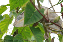 Madagaskar Chamaeleon
