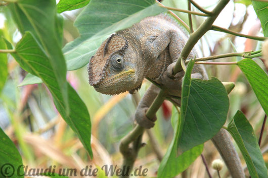 Madagaskar Chamaeleon