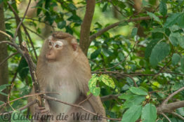 Monkey Business in Phuket Town