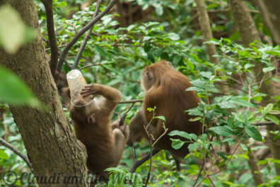Monkey Business in Phuket Town