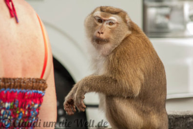 Monkey Business in Phuket Town