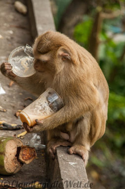 Monkey Business in Phuket Town