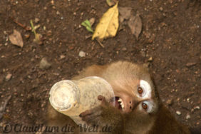 Monkey Business in Phuket Town