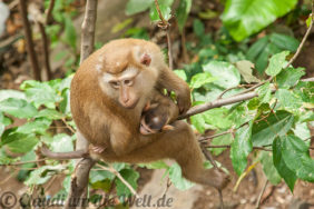 Monkey Business in Phuket Town