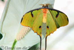 Madagaskar Kometenfalter