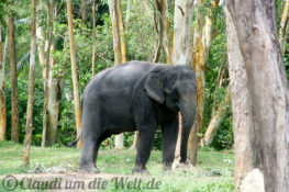 Elefant auf Phuket