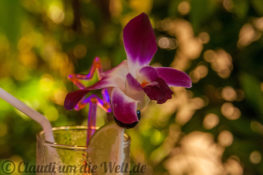 Karma Orchidee - essbar!