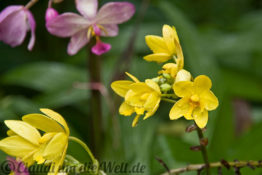 Orchideen