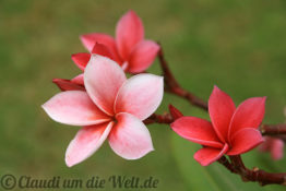 Plumeriablüten