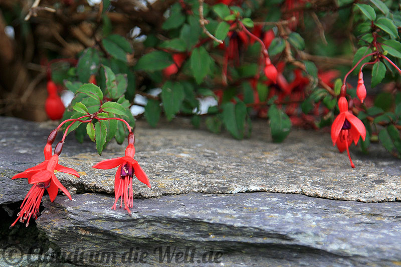 Typisch Irland: Fuchsienhecken und Trockenmauern