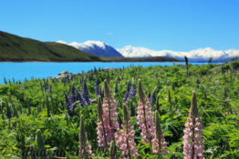 Lupinen am Lake Tekapo
