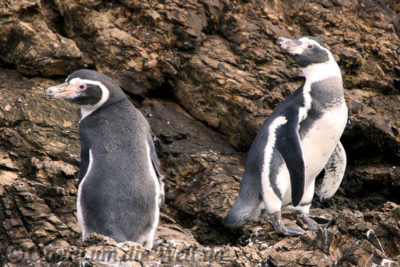Chiloe Humboldt-Pinguine