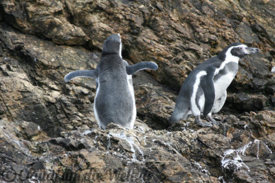 pinguine Punhuil