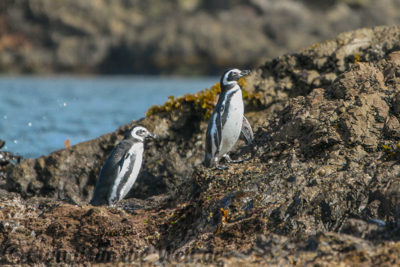 pinguine Punhuil