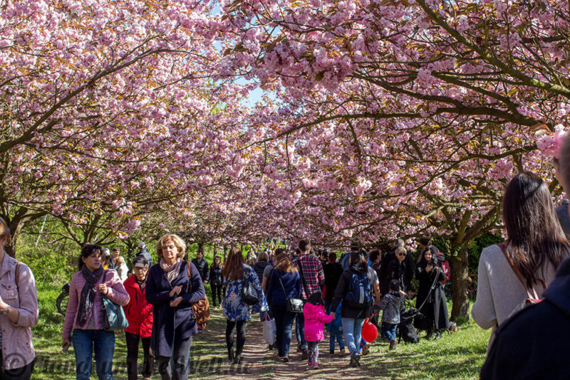 Fotos Kirschblütenfest Hanami in Berlin