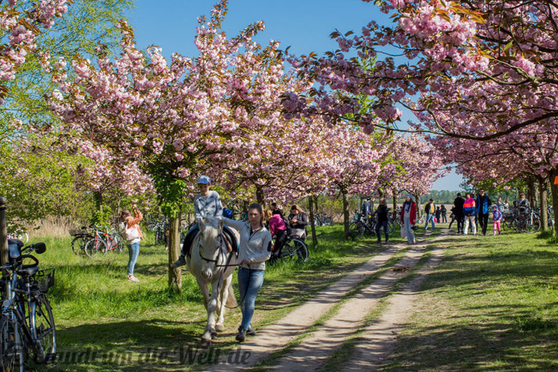 Fotos Kirschblütenfest Hanami in Berlin